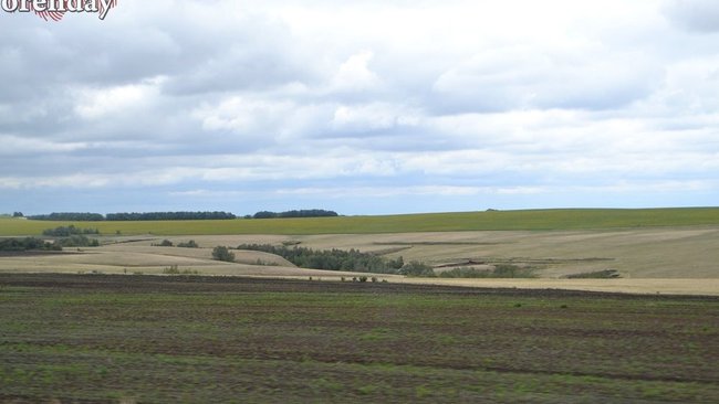 Оренбургской области может грозить нашествие саранчи
