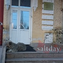 В Соль-Илецке пенсионерка взыскала компенсацию за нападение бездомной собаки