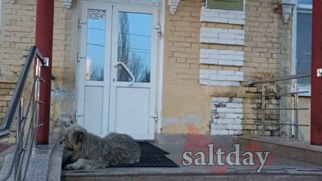 В Соль-Илецке пенсионерка взыскала компенсацию за нападение бездомной собаки