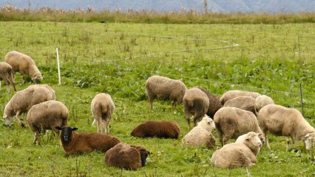 Владельцам мелкого рогатого скота придется маркировать каждое животное