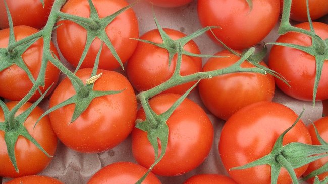 На складах временного хранения в Соль-Илецке и Оренбурге обнаружено 127 тонн зараженных томатов