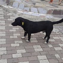В Соль-Илецке снова некому отлавливать бродячих собак