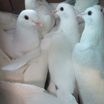 Нелегальный вывоз голубей и кур из страны пресекли на границе под Акбулаком