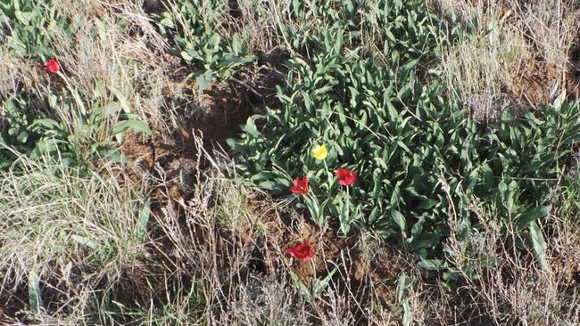 В Соль-Илецком округе проходит акция «Первоцвет»