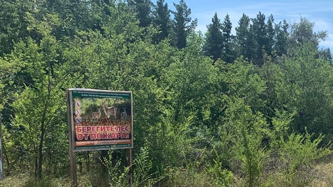 В Соль-Илецком округе в этом году проведут восстановление лесополос