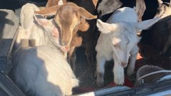 На границе под Акбулаком задержали блеющих пассажиров