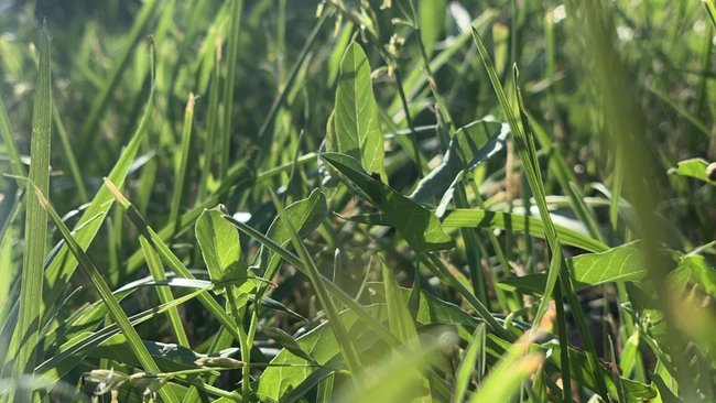 Куда жителям Соль-Илецка сдать клеща на проверку