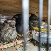 Под Акбулаком из Казахстана попытались незаконно провезти дубоносов