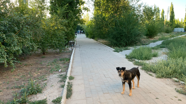 Администрация Соль-Илецка продолжает размещать заявки на отлов животных, на которые никто не откликается