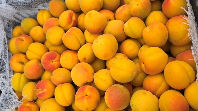 На складе в Соль-Илецке обнаружили зараженные абрикосы