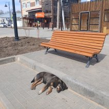 В Соль-Илецке прокурор требует компенсацию для ребёнка за укус безнадзорной собаки