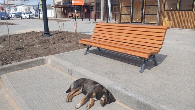 В Соль-Илецке прокурор требует компенсацию для ребёнка за укус безнадзорной собаки