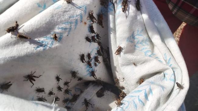 В Соль-Илецком округе введён режим повышенной готовности из-за массового отрождения личинок саранчи