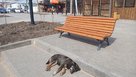 В Соль-Илецке суд вновь обязал администрацию выплатить компенсацию за нападение бездомной собаки