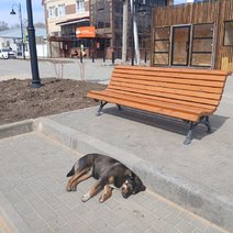 В Соль-Илецке суд вновь обязал администрацию выплатить компенсацию за нападение бездомной собаки