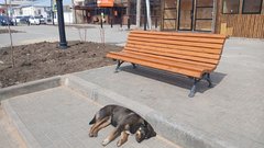 В Соль-Илецке суд вновь обязал администрацию выплатить компенсацию за нападение бездомной собаки
