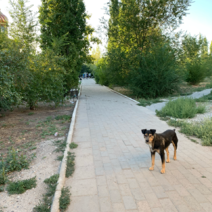 В Соль-Илецке суд вновь обязал администрацию выплатить компенсацию ребенку, пострадавшему от нападения бродячей собаки