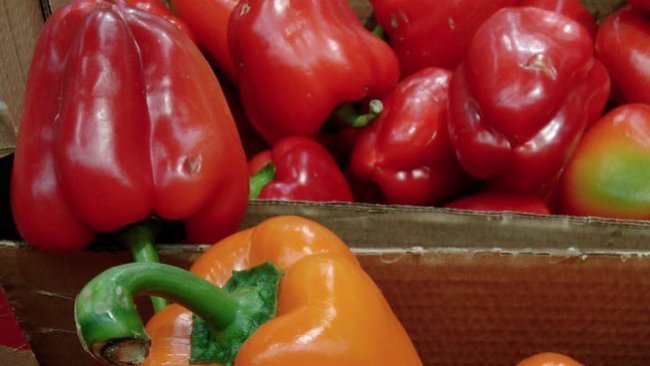 Соль-Илецкий округ лидирует в регионе по площади посадок овощей