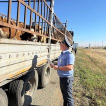 Под Акбулаком пресекли незаконный вывоз более 80 голов скота в Узбекистан