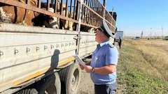 Под Акбулаком пресекли незаконный вывоз более 80 голов скота в Узбекистан