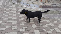 В Соль-Илецке семья получит компенсацию после нападения бездомной собаки