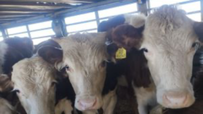 Под Акбулаком пресечена попытка незаконного вывоза скота и лошадей