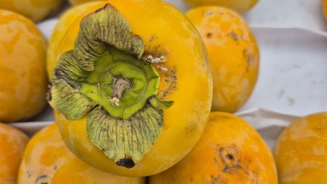 На складе в Соль-Илецке обнаружили партии овощей и фруктов, зараженных вредителями