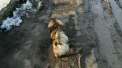 В Соль-Илецке выделили официальные места для выгула домашних животных