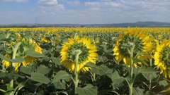 В Соль-Илецком округе пастух ударил кнутом хозяина поля подсолнечника