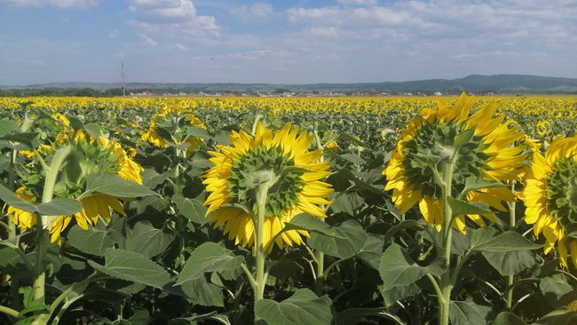 В Соль-Илецком округе пастух ударил кнутом хозяина поля подсолнечника