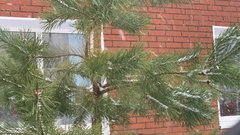 В Соль-Илецком лесничестве стартуют рейды против браконьерской вырубки сосны