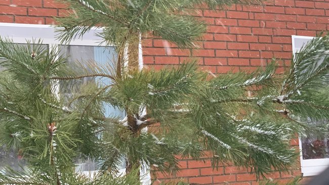 В Соль-Илецком лесничестве стартуют рейды против браконьерской вырубки сосны