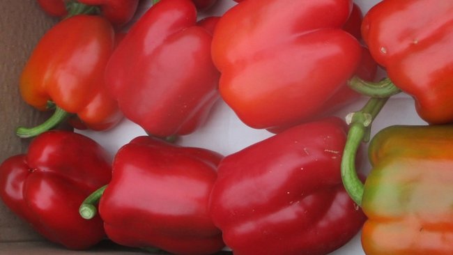 В Соль-Илецк вместе с перцем из Узбекистана отправили моль