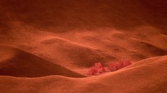 Выставка инфракрасных пейзажей соль-илецкого фотографа Олега Грачева открывается в Оренбурге