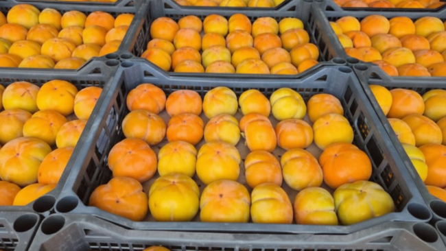 В Соль-Илецке и Оренбурге с начала декабря не пропустили более 150 тонн зараженной хурмы