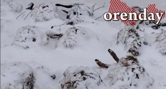 У фермера в Оренбургском районе безнадзорные собаки загрызли 53 овцы (18+)