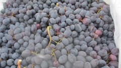 В Соль-Илецке остановили крупную партию винограда из-за опасного вредителя