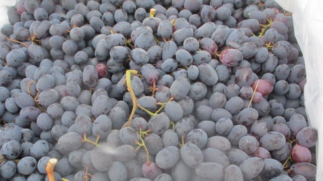 В Соль-Илецке остановили крупную партию винограда из-за опасного вредителя