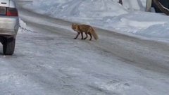 В Соль-Илецке жители заметили лису, прогуливающуюся по улицам города