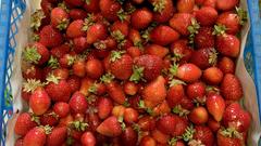 В Соль-Илецке продавца наказали рублем за торговлю фруктами без регистрации