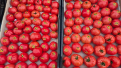 В Соль-Илецк завезли из Туркмении томаты в тандеме с молью