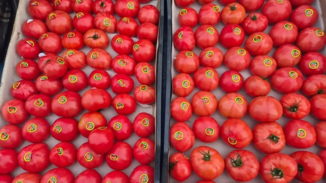 В Соль-Илецк завезли из Туркмении томаты в тандеме с молью