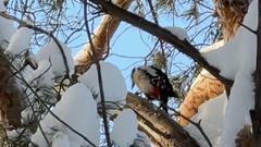 В Соль-Илецком округе жительница запечатлела пестрого дятла за «работой»