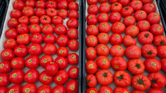 В Соль-Илецке задержали 18 тонн зараженных томатов из Туркмении