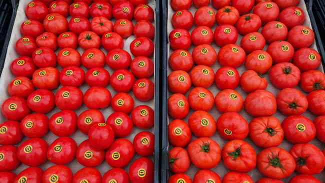 В Соль-Илецке задержали 18 тонн зараженных томатов из Туркмении