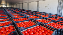 В Соль-Илецке в партии томатов из Туркмении обнаружили опасного вредителя