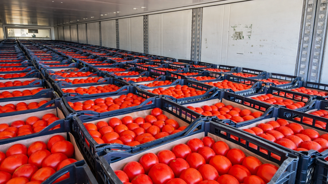 В Соль-Илецке в партии томатов из Туркмении обнаружили опасного вредителя
