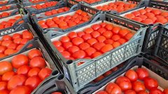 В Соль-Илецк и Оренбург пытались ввезти вирус коричневой морщинистости