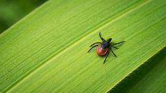 В Оренбуржье зафиксировано первое обращение в больницу из-за укуса клеща
