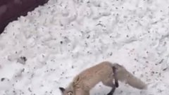 В Соль-Илецке агрессивная лиса напала на людей и животных